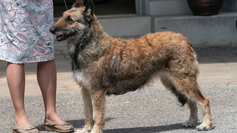 A Belgian Laekenois dog standing beside its owner