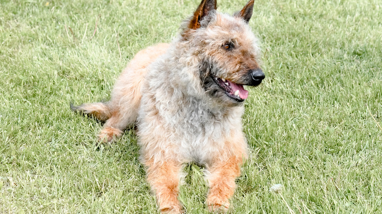 An extra scruffy Laekenois laying down in the grass