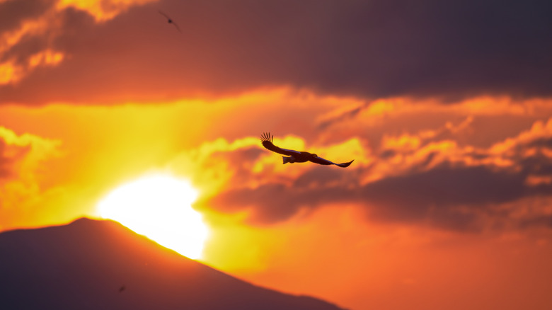 A Steller's sea eagle in midflight with the sun in the background